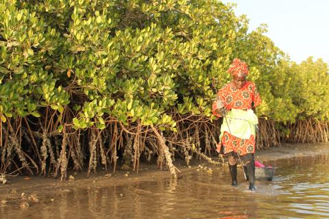 Pêche dans les mangroves au Sénégal